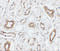 Aquaporin 2 antibody, 7621, ProSci Inc, Immunohistochemistry frozen image 