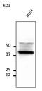 CD63 Molecule antibody, AB0047-500, Origene, Western Blot image 