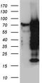 RNA polymerase II elongation factor ELL antibody, CF810824, Origene, Western Blot image 