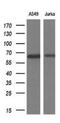 Tripartite Motif Containing 9 antibody, NBP2-03794, Novus Biologicals, Western Blot image 