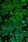 Pancreatic Lipase antibody, A7421, ABclonal Technology, Immunofluorescence image 