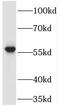 PDZ Domain Containing 3 antibody, FNab06296, FineTest, Western Blot image 
