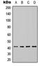 HEXIM P-TEFb Complex Subunit 1 antibody, LS-C359013, Lifespan Biosciences, Western Blot image 