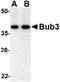 BUB3 Mitotic Checkpoint Protein antibody, TA306431, Origene, Western Blot image 