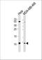 Small Nuclear Ribonucleoprotein Polypeptide G antibody, A08807, Boster Biological Technology, Western Blot image 