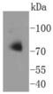 Autophagy Related 7 antibody, NBP2-67596, Novus Biologicals, Western Blot image 
