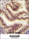 BMERB Domain Containing 1 antibody, 55-443, ProSci, Immunohistochemistry frozen image 