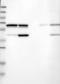 WD Repeat Domain 1 antibody, TA590257, Origene, Western Blot image 