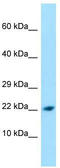 Peptidylprolyl Isomerase Like 1 antibody, TA338053, Origene, Western Blot image 