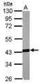MSL Complex Subunit 3 antibody, GTX105652, GeneTex, Western Blot image 