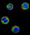 NFKB Inhibitor Like 1 antibody, LS-C164854, Lifespan Biosciences, Immunofluorescence image 