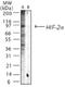 HLF antibody, ADI-OSA-605-F, Enzo Life Sciences, Western Blot image 
