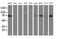 Ribophorin I antibody, MA5-25711, Invitrogen Antibodies, Western Blot image 