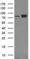 Catenin Beta 1 antibody, CF502412, Origene, Western Blot image 