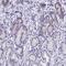 Lysine Rich Nucleolar Protein 1 antibody, HPA041079, Atlas Antibodies, Immunohistochemistry frozen image 