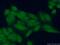 FA Complementation Group L antibody, 19187-1-AP, Proteintech Group, Immunofluorescence image 