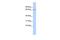 Potassium voltage-gated channel subfamily G member 1 antibody, GTX47627, GeneTex, Western Blot image 