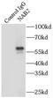 NGFI-A-binding protein 2 antibody, FNab05535, FineTest, Immunoprecipitation image 