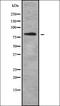 Zona pellucida sperm-binding protein 2 antibody, orb336208, Biorbyt, Western Blot image 
