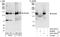 DEAD-Box Helicase 46 antibody, A301-052A, Bethyl Labs, Immunoprecipitation image 