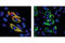 Lipase E, Hormone Sensitive Type antibody, 4126L, Cell Signaling Technology, Immunofluorescence image 