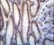 Mucin 20, Cell Surface Associated antibody, PA5-14973, Invitrogen Antibodies, Immunohistochemistry frozen image 