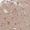 MPV17 Mitochondrial Inner Membrane Protein Like antibody, HPA041180, Atlas Antibodies, Immunohistochemistry frozen image 