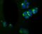 Internexin Neuronal Intermediate Filament Protein Alpha antibody, NBP2-75407, Novus Biologicals, Immunofluorescence image 