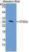 Alpha Fetoprotein antibody, LS-C372509, Lifespan Biosciences, Western Blot image 