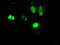 Neurogenin 1 antibody, TA500306, Origene, Immunofluorescence image 