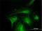 DnaJ Heat Shock Protein Family (Hsp40) Member A4 antibody, H00055466-M01, Novus Biologicals, Immunofluorescence image 