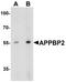 Amyloid Beta Precursor Protein Binding Protein 2 antibody, A11671-1, Boster Biological Technology, Western Blot image 