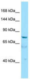 AT-Hook Transcription Factor antibody, TA337962, Origene, Western Blot image 