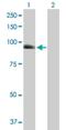 ARK5 antibody, H00009891-B01P, Novus Biologicals, Western Blot image 
