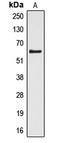 Cytochrome P450 Family 4 Subfamily Z Member 1 antibody, LS-B13595, Lifespan Biosciences, Western Blot image 