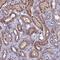 Doublesex- and mab-3-related transcription factor A1 antibody, HPA044764, Atlas Antibodies, Immunohistochemistry frozen image 