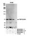 Thyroid Hormone Receptor Interactor 10 antibody, NB100-59833, Novus Biologicals, Western Blot image 