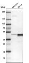 Pro-Apoptotic WT1 Regulator antibody, HPA012640, Atlas Antibodies, Western Blot image 