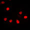 Zinc Finger And SCAN Domain Containing 26 antibody, LS-C353021, Lifespan Biosciences, Immunofluorescence image 