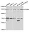 Protein Tyrosine Phosphatase Receptor Type A antibody, STJ25230, St John