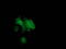 BCAR1 Scaffold Protein, Cas Family Member antibody, TA502663, Origene, Immunofluorescence image 
