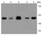 Tumor Susceptibility 101 antibody, NBP2-67884, Novus Biologicals, Western Blot image 