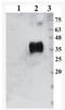 Artemin antibody, AM33447PU-N, Origene, Western Blot image 