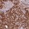 Myeloid Derived Growth Factor antibody, HPA046744, Atlas Antibodies, Immunohistochemistry frozen image 