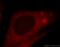 Zinc Finger Protein 839 antibody, 20539-1-AP, Proteintech Group, Immunofluorescence image 