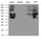MYCN Proto-Oncogene, BHLH Transcription Factor antibody, LS-C792020, Lifespan Biosciences, Western Blot image 