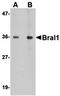 Hyaluronan and proteoglycan link protein 2 antibody, orb74952, Biorbyt, Western Blot image 