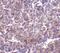 CD180 antigen antibody, 3843, ProSci, Immunohistochemistry frozen image 