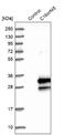 BMERB Domain Containing 1 antibody, NBP1-81996, Novus Biologicals, Western Blot image 