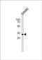 Centrosomal Protein 76 antibody, PA5-72406, Invitrogen Antibodies, Western Blot image 